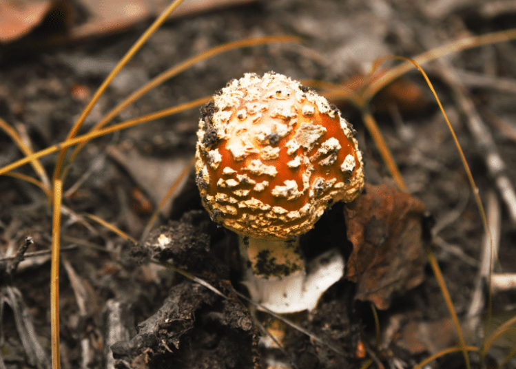 psilocybin mushroom example amanita